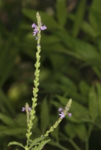 Verbena lasiostachys var. lasiostachys