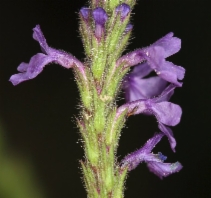 Verbena lasiostachys var. lasiostachys