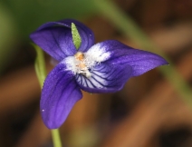 Viola adunca