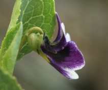 Viola cuneata