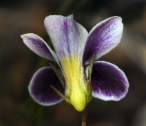 Viola cuneata