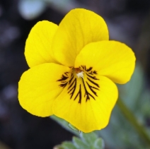 Viola douglasii