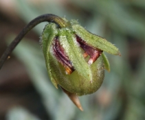 Viola douglasii