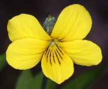Viola lobata ssp. lobata