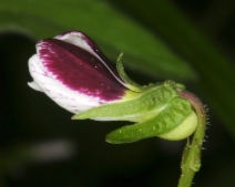 Viola ocellata