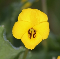 Viola pedunculata