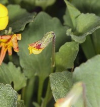 Viola pedunculata