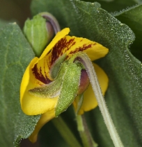 Viola pedunculata