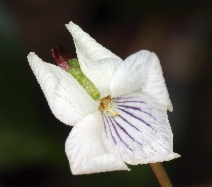Viola primulifolia ssp. occidentalis