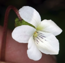 Viola primulifolia ssp. occidentalis