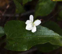 Viola primulifolia ssp. occidentalis