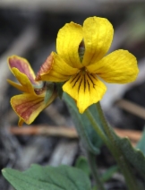 Viola purpurea ssp. integrifolia