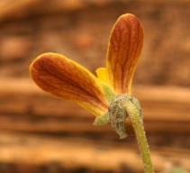 Viola purpurea ssp. integrifolia