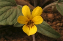 Viola purpurea ssp. integrifolia
