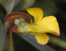 Viola purpurea ssp. quercetorum