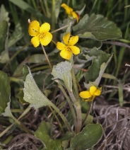 Viola purpurea ssp. quercetorum