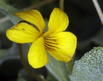 Viola purpurea ssp. quercetorum