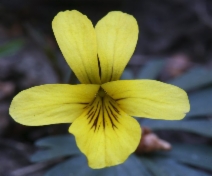 Viola sheltonii