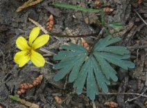 Viola sheltonii
