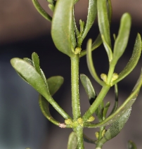 Phoradendron densum