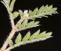 Tribulus terrestris