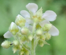 Boykinia major