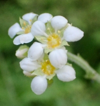 Boykinia major