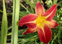 Hemerocallis fulva