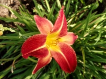Hemerocallis fulva