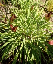 Hemerocallis fulva
