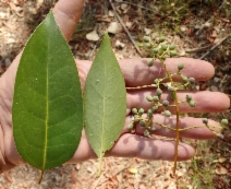 Ligustrum lucidum