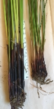 Juncus effusus ssp. pacificus