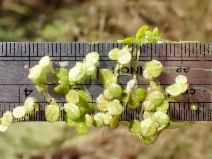 Lemna gibba