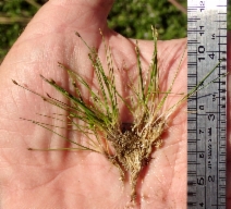 Eleocharis acicularis