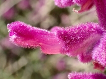 Salvia leucantha