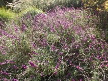 Salvia leucantha