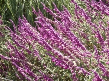 Salvia leucantha