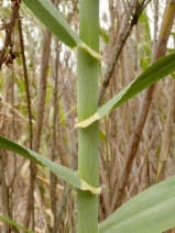 Arundo donax
