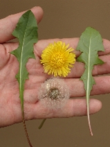 Taraxacum officinale