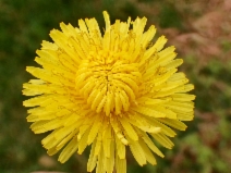 Taraxacum officinale