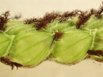 Paspalum dilatatum
