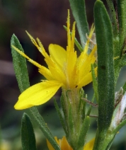 Ericameria bloomeri