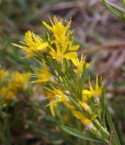 Ericameria bloomeri