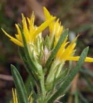 Ericameria bloomeri