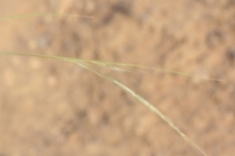 Aristida adscensionis