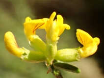 Acmispon glaber var. glabra