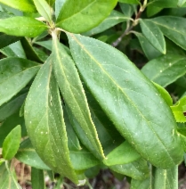 Carpenteria californica