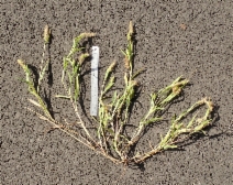 Setaria verticillata
