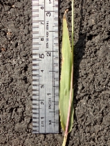 Setaria verticillata