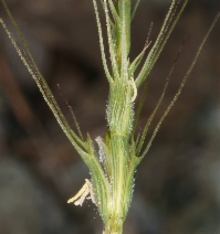 Aegilops triuncialis